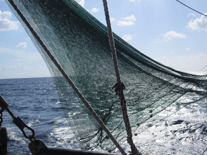 Shrimping in the Bay Islands